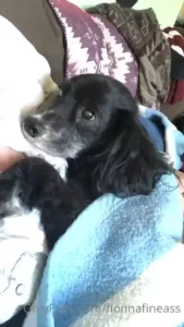 Fionna-fineas part 1