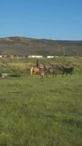 I wanted to show everyone a few clips i am just schooling historia and part 1