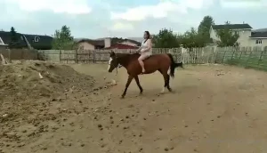 I could ride this horse with nothing on her and she still listened so