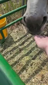 Jericho passed away yesterday july 28th 2024 a little after 3pm he is