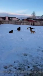 Fluff explosion