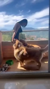 Some fluffy friends wanted to say hi too say hi to them and tell me