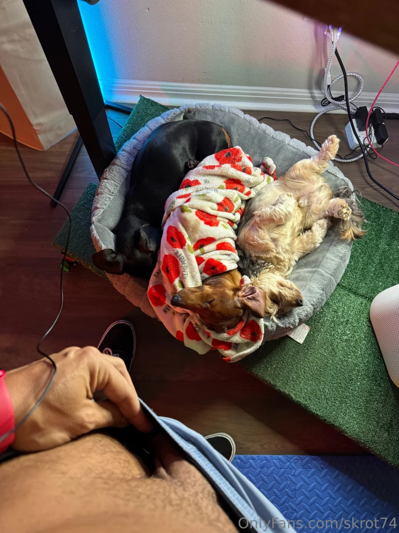Our pups sleep so well under my desk d 