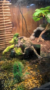 Hey guys i m very sorry about not streaming yesterday i had plans part 8