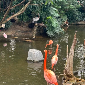 I want a parrot so bad i have had birds before but never a parrot i part 5