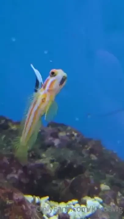 Pixel 6pro at the pet store part 1 