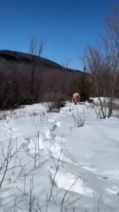 Build it and he will cum