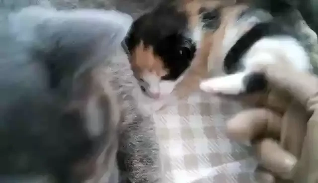 Gina_gerson1 part 82 