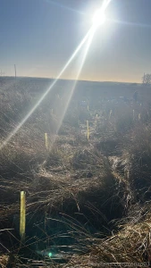 That s the trees planted got around 700 done and in the ground please part 2