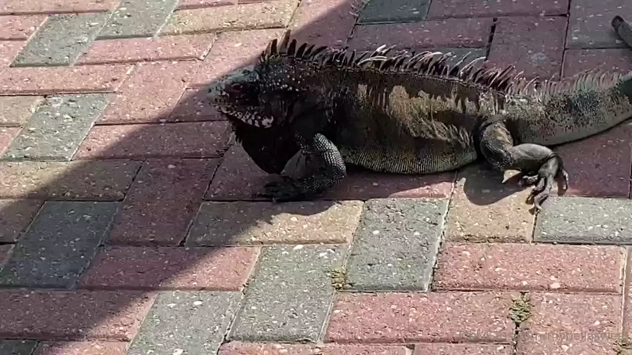 Soooo back to the sex cruise the next day s theme was glow night and 