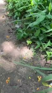 Aleffreitasof part 9