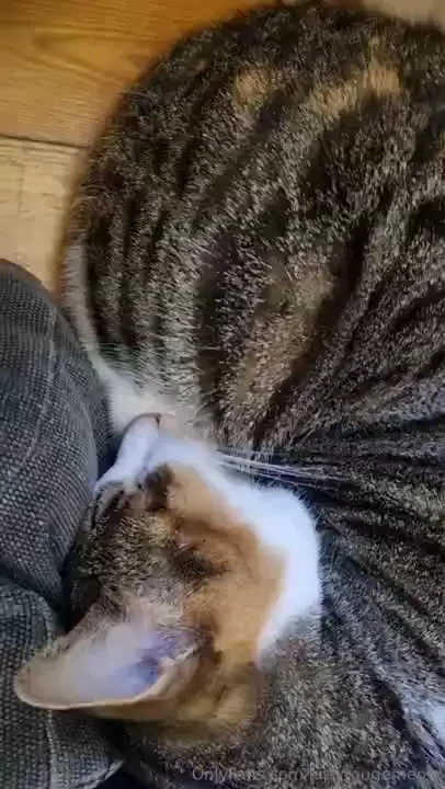 Have you ever heard a cat snore 