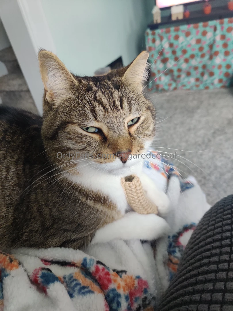 New cat toy always use cotton yarn and watch your pet to make sure part 1 