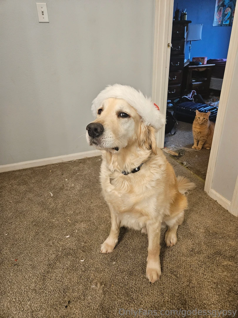 Whos giving gifts to my dogs this year part 1 