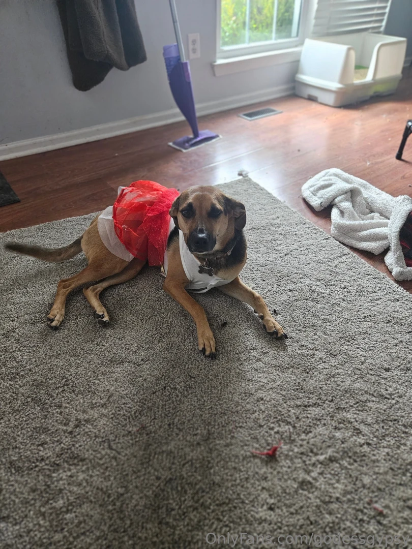 Whos giving gifts to my dogs this year 