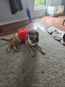 Whos giving gifts to my dogs this year