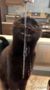 Quick little update also look at bagheera she s freaking adorable haha