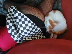 Kittykitty he s such a pain in the ass but he can be cute sometimes part 1