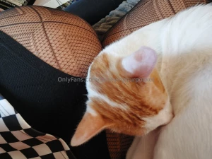 Kittykitty he s such a pain in the ass but he can be cute sometimes