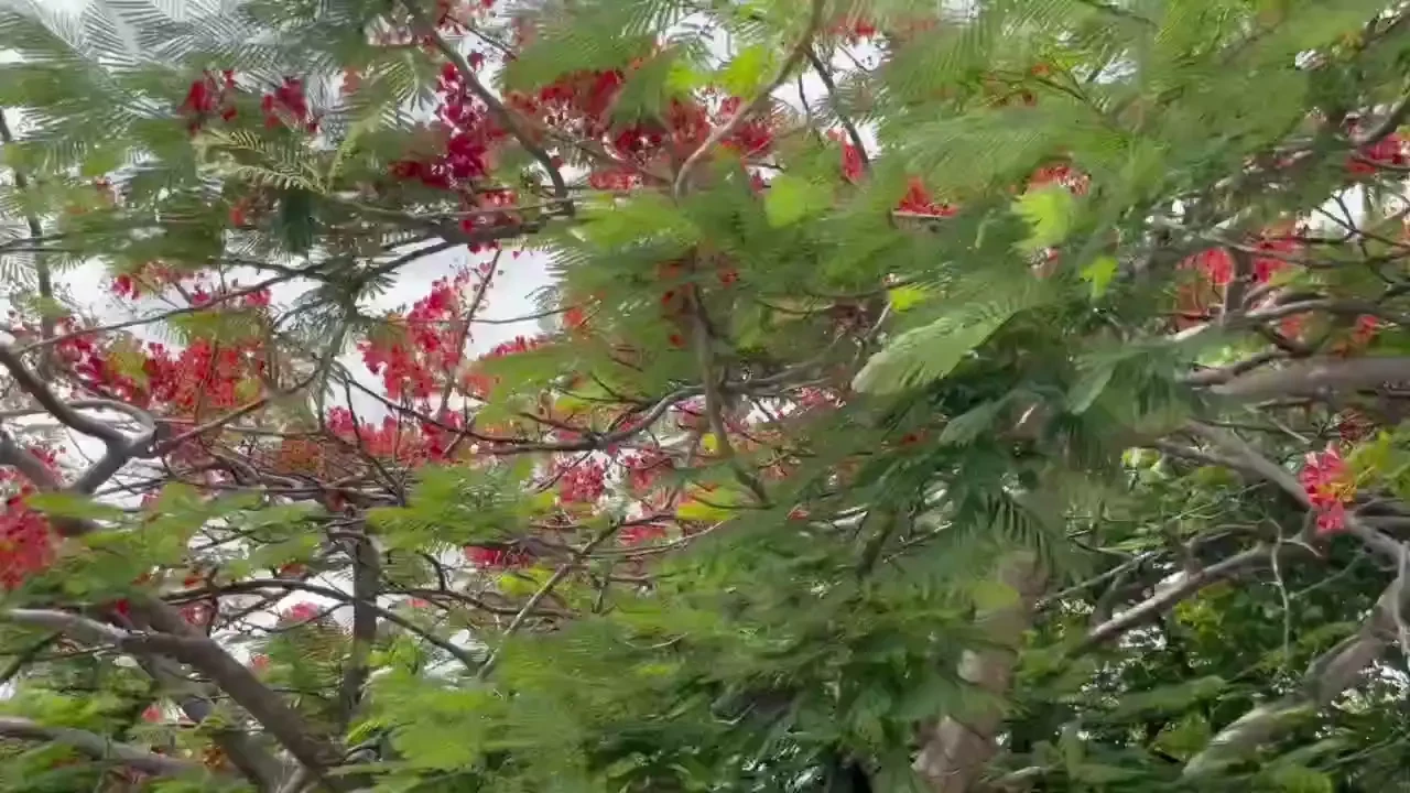 I jaanchie s restaurant cura ao episode 