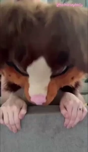 Remember to breed your pup this weekend