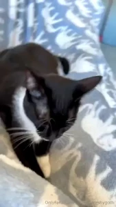 Wab says i m not allowed to record audio today i will still don t