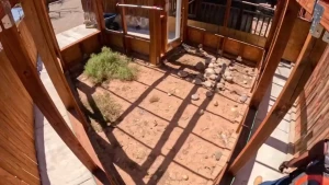 Happy labor day weekend yes i know my little african chicken legs are