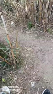 Amazing hot video of when i caught nanomasox in the hidden forest not