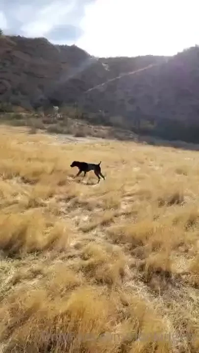 Shot five chucker and one duck today hope this doesn t offend anyone 