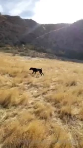 Shot five chucker and one duck today hope this doesn t offend anyone