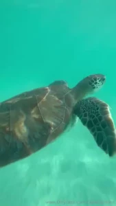 I know what you re thinking that s not cara no it isn t but it is one