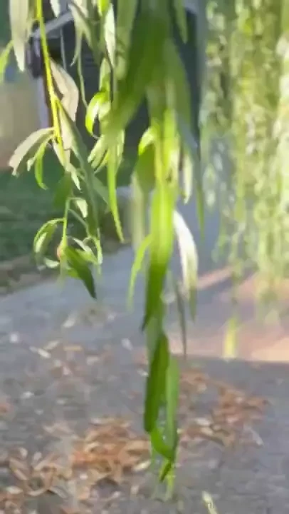 I ll be house sitting for the next little while at this lovely 