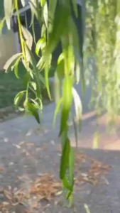 I ll be house sitting for the next little while at this lovely