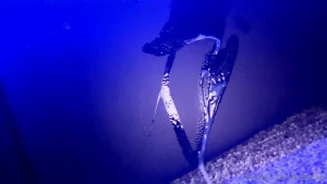 This cumshot was fucking massive 5 feet stretched across carpet and