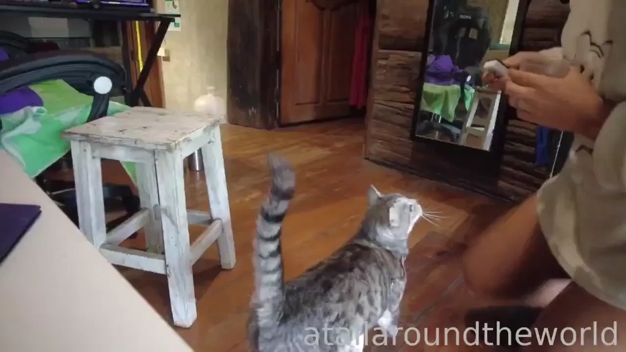 07 - l02 - minush training - beginnings once i changed minush s diet 