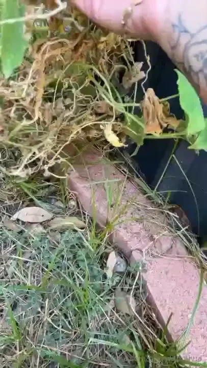 The gardening giantess 