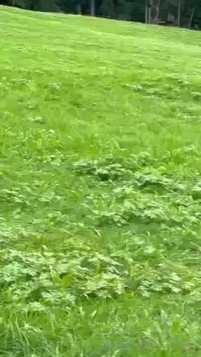 A silly timeline cleanse i hope this goat is doing well i miss 