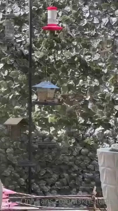 The birbs are having a good day 