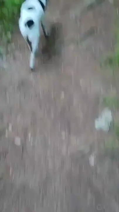 I know insects are essential but man would i love nature a lot more 