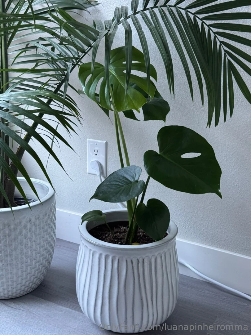 New addiction decorating my home with natural plants part 3 