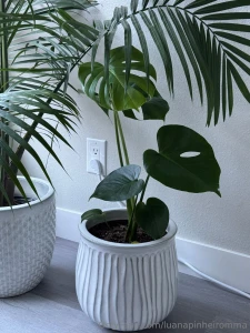 New addiction decorating my home with natural plants part 3