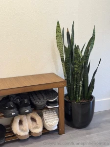 New addiction decorating my home with natural plants part 1