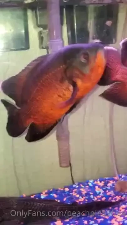 Here s a little more about me i love animals these are my pets plus 