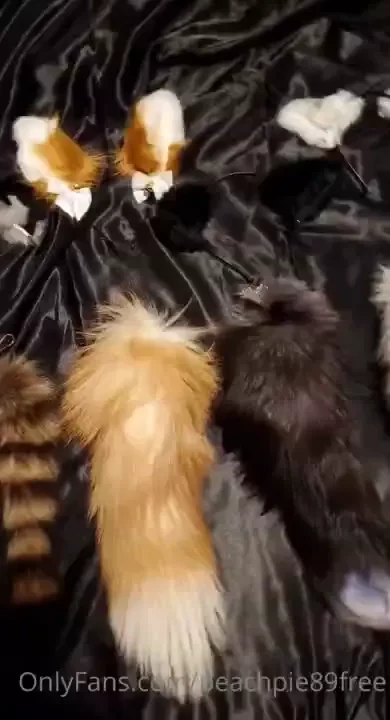 I m a cat i m a kitty cat i need more ears and tails 