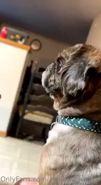 Https gofund me 968647a6 about a week ago eli passed away he s the 3rd part 1 