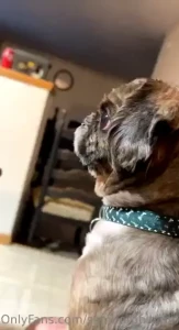 Https gofund me 968647a6 about a week ago eli passed away he s the 3rd part 1