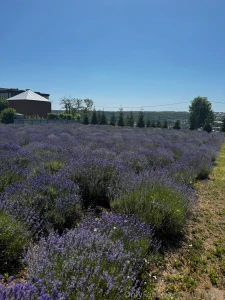 Today my friends took me swimming and cooking soup in a vat of myself part 3