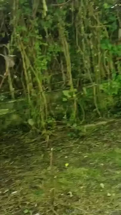 I have some poison ivy backstage and hatsune miku p part 2 