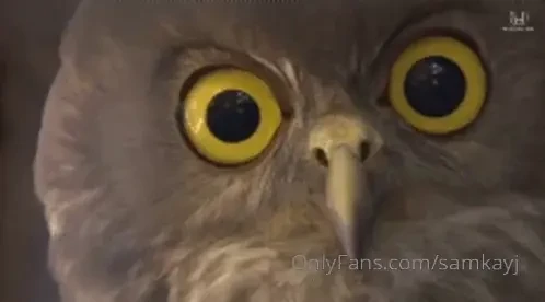 Boobie owl art part 2 the stream from last night had to download it 