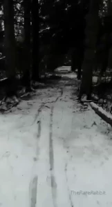 Laugh at my pain x country skiing after a freezing rain wipe out this